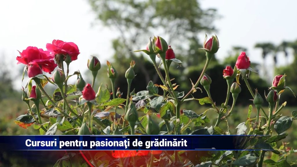 Cursuri la USV pentru pasionaţii de grădinărit