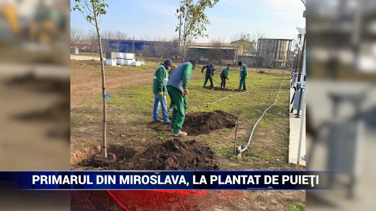 Primarul din Miroslava, la plantat de puieţi