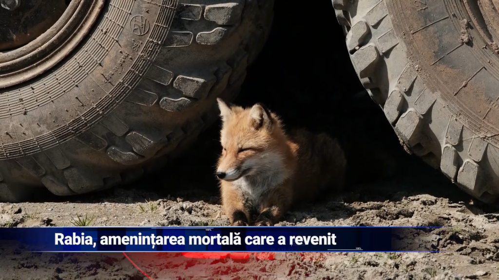 Rabia, ameninţarea mortală care a revenit