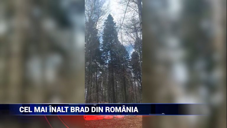 Cel mai înalt brad din România