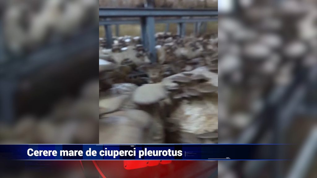 Cerere mare de ciuperci Pleurotus