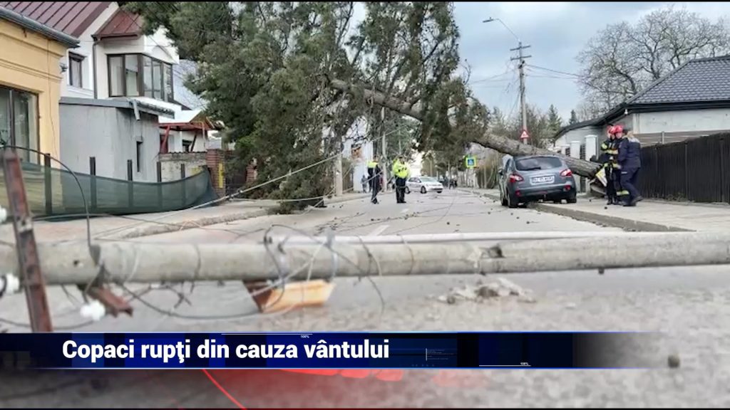 Copaci rupţi din cauza vântului