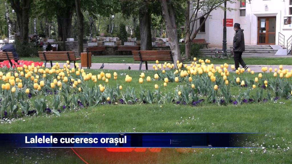 Lalelele cuceresc oraşul
