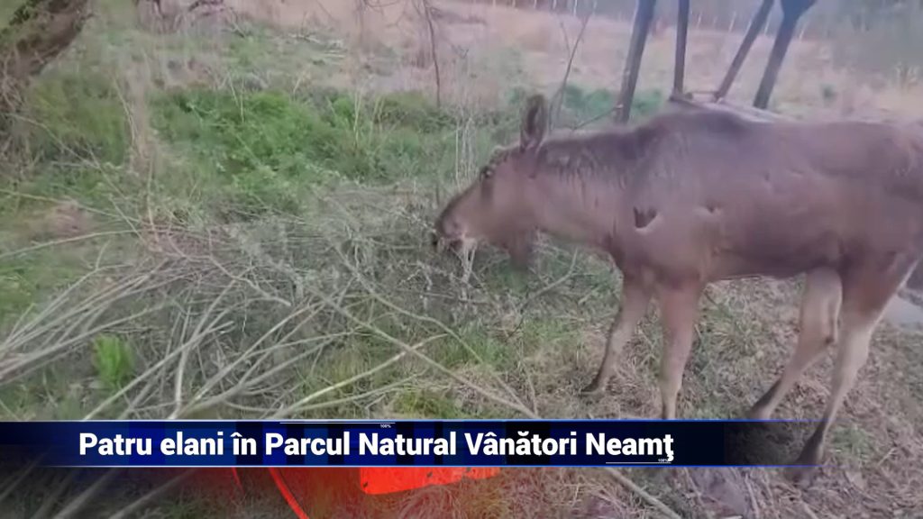 Patru elani în Parcul Natural Vânători Neamţ