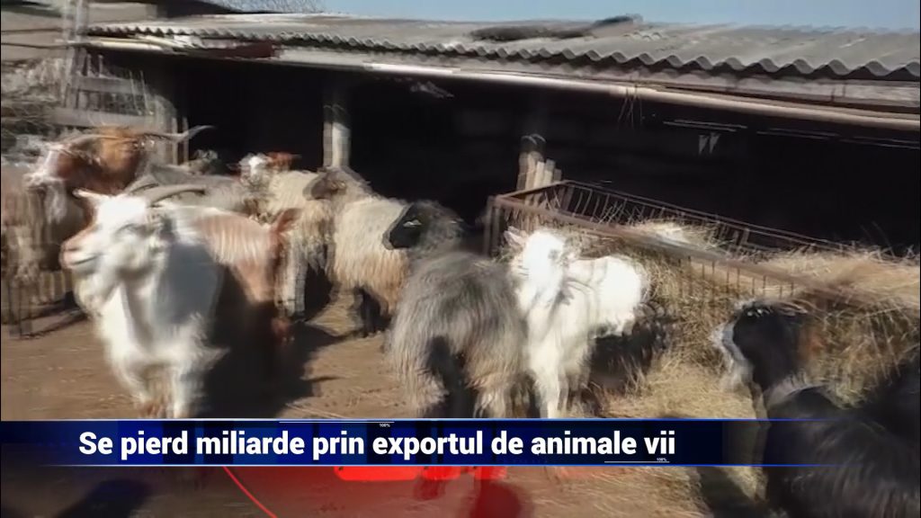 Se pierd miliarde prin exportul de animale vii