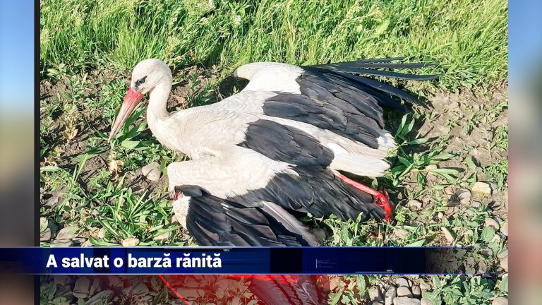 A salvat o barză rănită