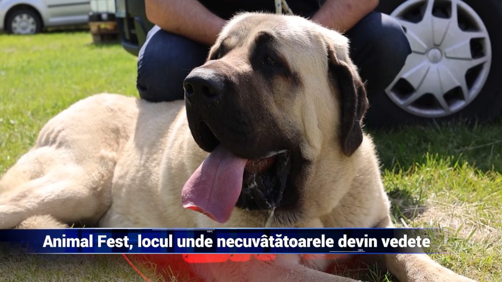 Animal Fest, locul unde necuvântătoarele devin vedete