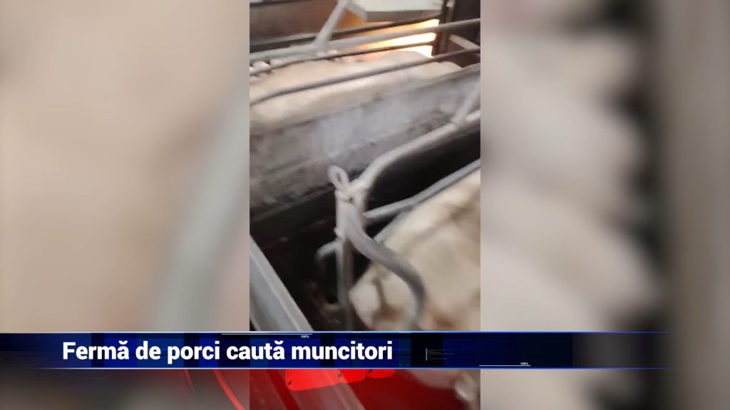 FERMÃ DE PORCI CAUTĂ MUNCITORI