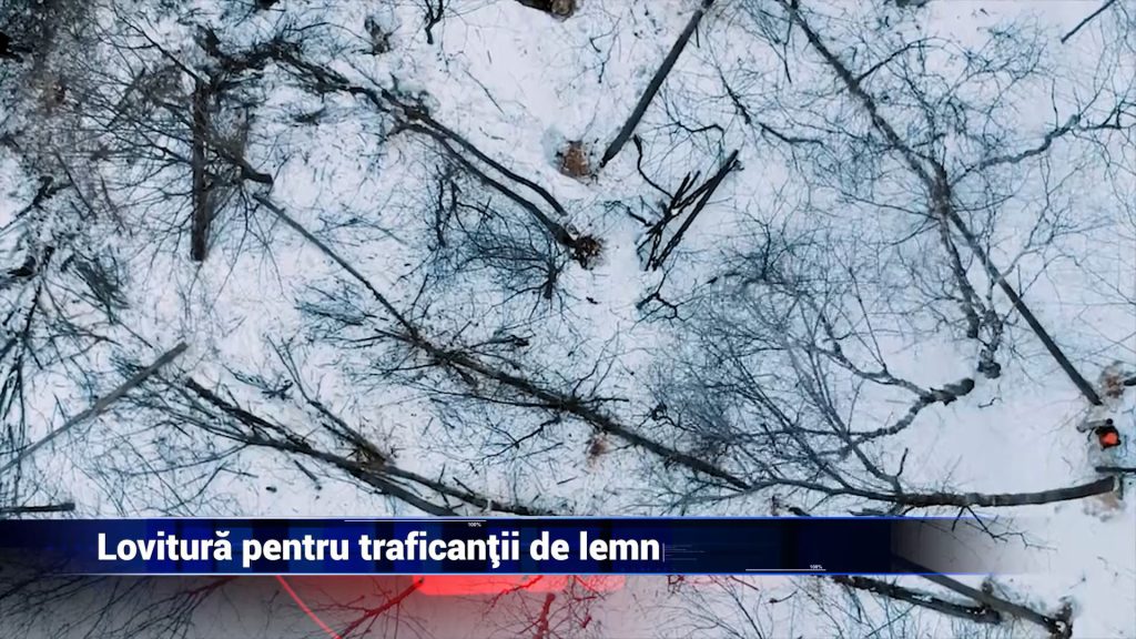 Lovitură pentru traficanţii de lemn