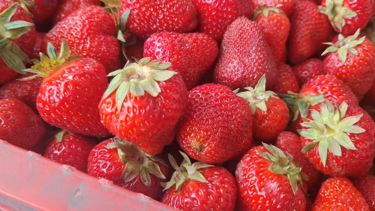 AN BUN PENTRU CĂPŞUNI ŞI CIREŞE