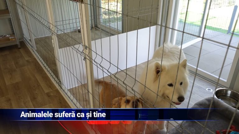 ANIMALELE SUFERĂ CA ŞI TINE