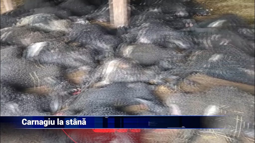 CARNAGIU LA STÂNÃ