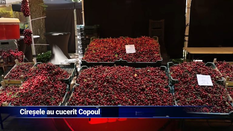 CIREŞELE AU CUCERIT COPOUL