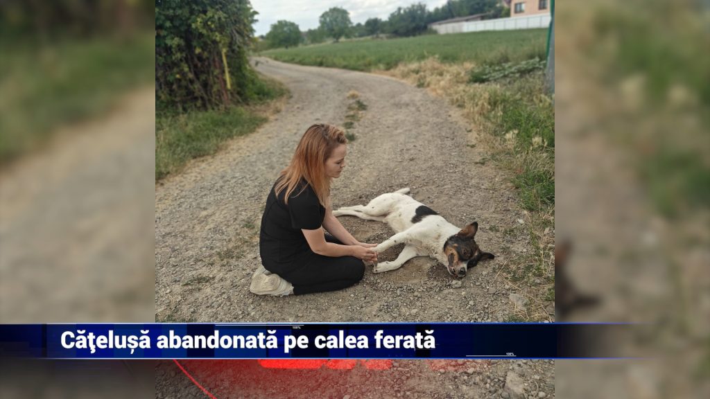 CĂŢELUŞĂ ABANDONATĂ PE CALEA FERATĂ