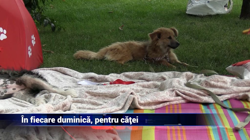 ÎN FIECARE DUMINICĂ, PENTRU CĂŢEI