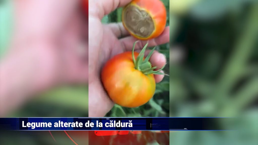 LEGUME ALTERATE DE LA CĂLDURĂ