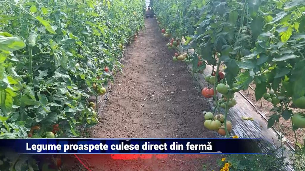 LEGUME PROASPETE CULESE DIRECT DIN FERMĂ