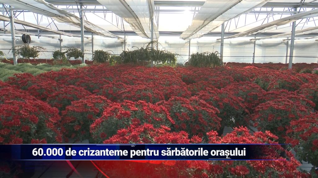 60.000 DE CRIZANTEME PENTRU SĂRBĂTORILE ORAȘULUI