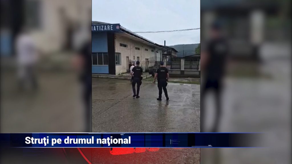 STRUŢI PE DRUMUL NAŢIONAL