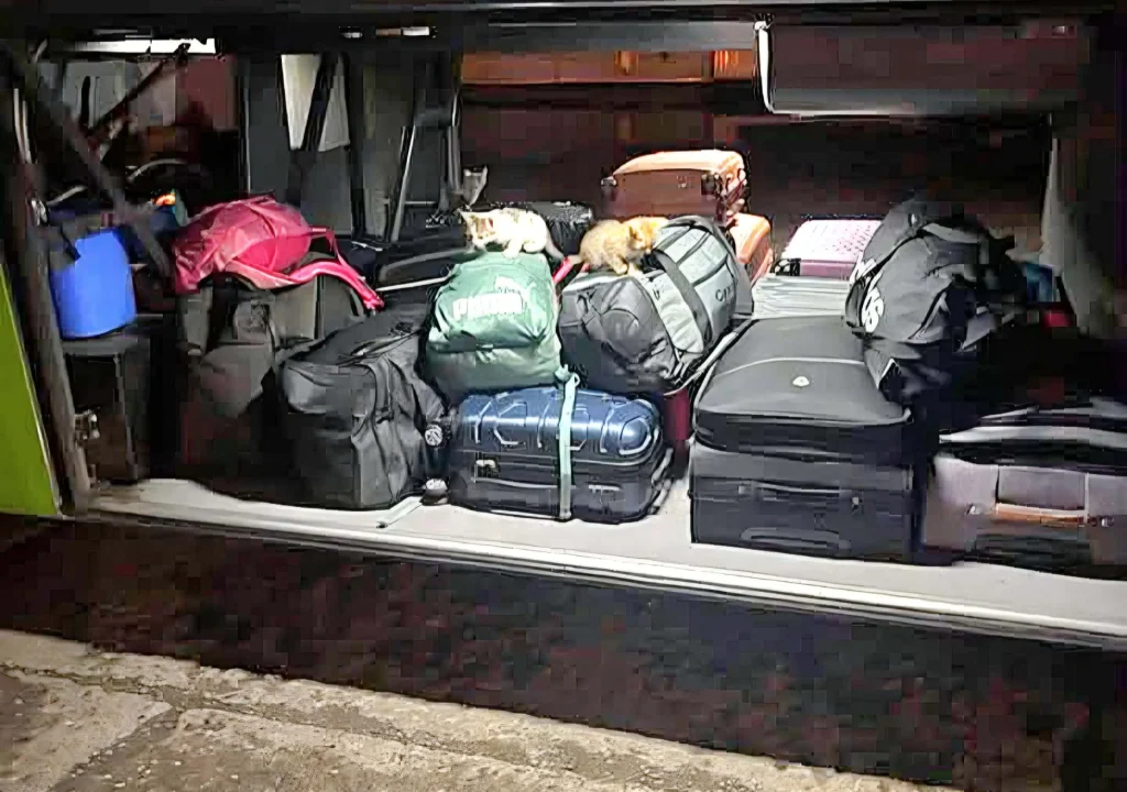 Misiune de salvare pe ruta Iași-București: 11 pui de pisică, descoperiți într-un pachet abandonat în cala unui autocar FlixBus