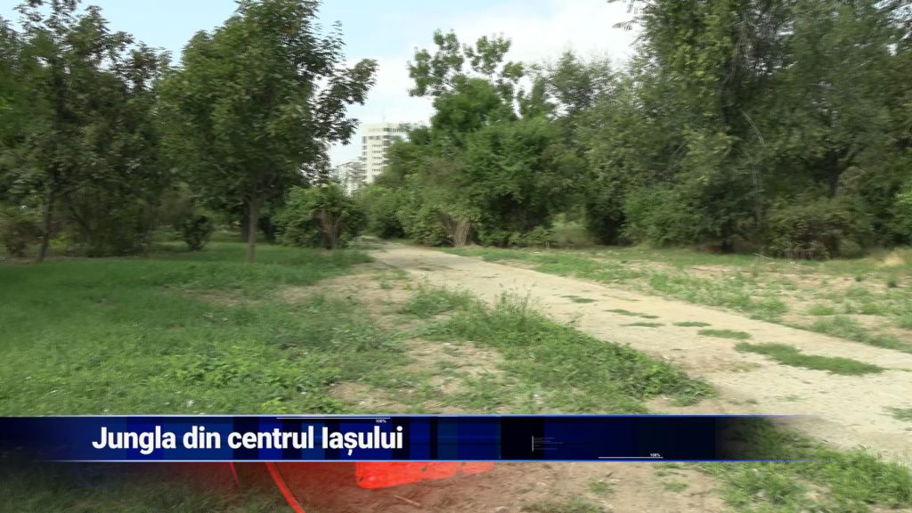 JUNGLA DIN CENTRUL IAŞULUI